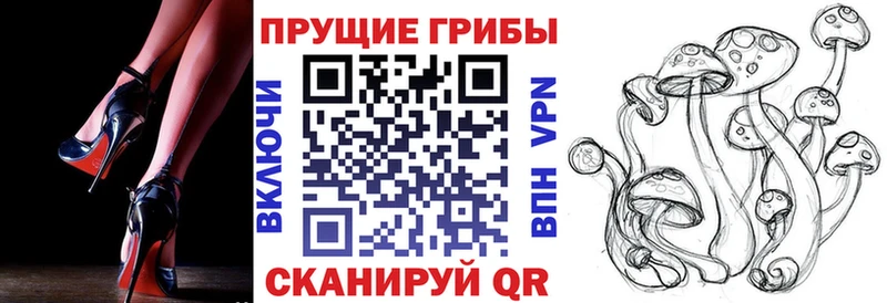 Псилоцибиновые грибы Psilocybine cubensis  Лахденпохья 